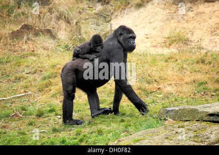 Gorille de plaine de l'ouest (Gorilla gorilla gorilla), femelle adulte avec un bébé, captive, Apenheul Primate Park, Apeldoorn Banque D'Images