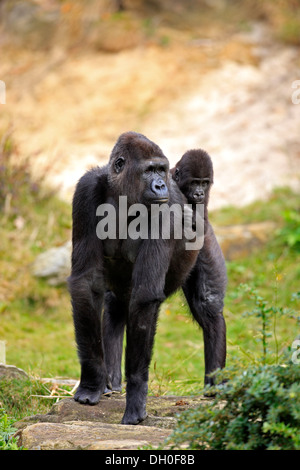 Gorille de plaine de l'ouest (Gorilla gorilla gorilla), femelle adulte avec un bébé, captive, Apenheul Primate Park, Apeldoorn Banque D'Images