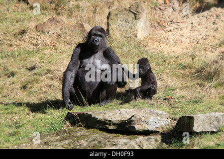 Gorille de plaine de l'ouest (Gorilla gorilla gorilla), femelle adulte avec un bébé, captive, Apenheul Primate Park, Apeldoorn Banque D'Images