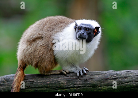 Pied Tamarin (Saguinus bicolor), l'occurrence en Amérique du Sud, des profils, captive, Apeldoorn, Gueldre, Pays-Bas Banque D'Images