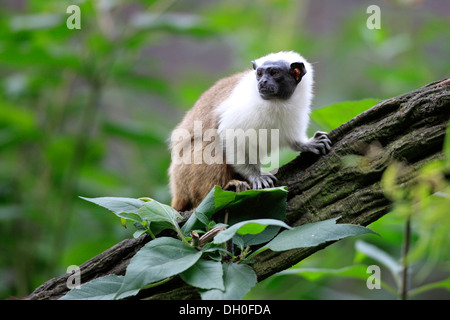 Pied Tamarin (Saguinus bicolor), l'occurrence en Amérique du Sud, des profils, captive, Apeldoorn, Gueldre, Pays-Bas Banque D'Images