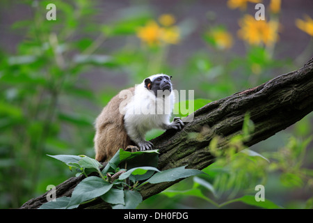 Pied Tamarin (Saguinus bicolor), l'occurrence en Amérique du Sud, des profils, captive, Apeldoorn, Gueldre, Pays-Bas Banque D'Images