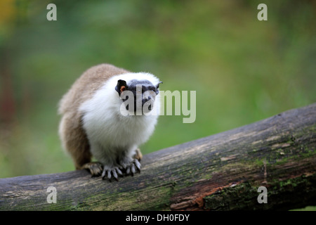 Pied Tamarin (Saguinus bicolor), l'occurrence en Amérique du Sud, des profils, captive, Apeldoorn, Gueldre, Pays-Bas Banque D'Images