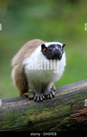 Pied Tamarin (Saguinus bicolor), l'occurrence en Amérique du Sud, des profils, captive, Apeldoorn, Gueldre, Pays-Bas Banque D'Images