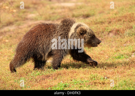 Ours brun (Ursus arctos), les jeunes, CUB, à pied, captive, Bade-Wurtemberg, Allemagne Banque D'Images