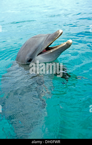 Grand dauphin commun (Tursiops truncatus), captive, Roatán, Bay Islands, Honduras, Ministère Banque D'Images