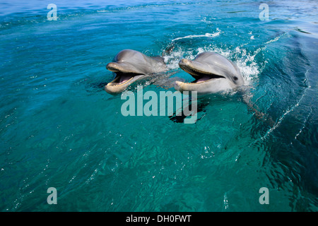 Deux grands dauphins (Tursiops truncatus), captive, Roatán, Bay Islands, Honduras, Ministère Banque D'Images