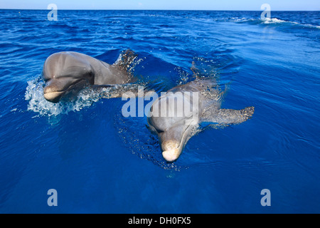 Deux grands dauphins (Tursiops truncatus), captive, Roatán, Bay Islands, Honduras, Ministère Banque D'Images