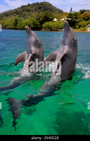 Deux grands dauphins (Tursiops truncatus), captive, Roatán, Bay Islands, Honduras, Ministère Banque D'Images