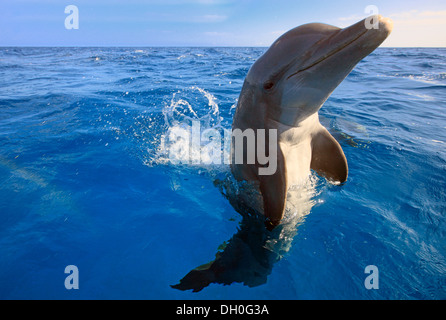 Grand dauphin commun (Tursiops truncatus), captive, Roatán, Bay Islands, Honduras, Ministère Banque D'Images