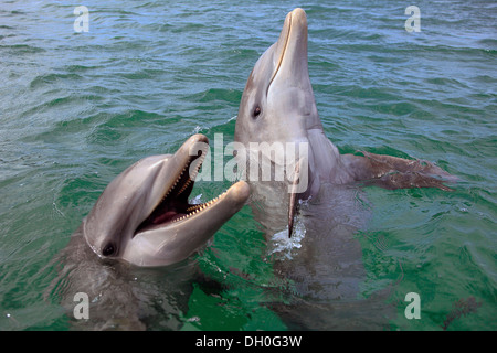 Deux grands dauphins (Tursiops truncatus), captive, Roatán, Bay Islands, Honduras, Ministère Banque D'Images