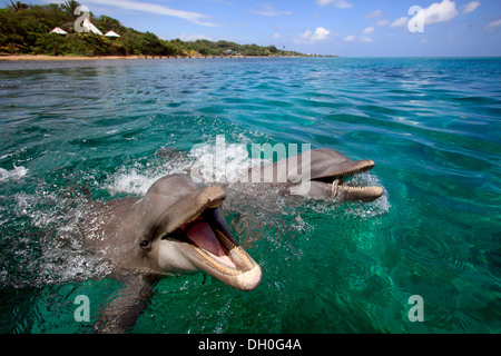 Deux grands dauphins (Tursiops truncatus), captive, Roatán, Bay Islands, Honduras, Ministère Banque D'Images