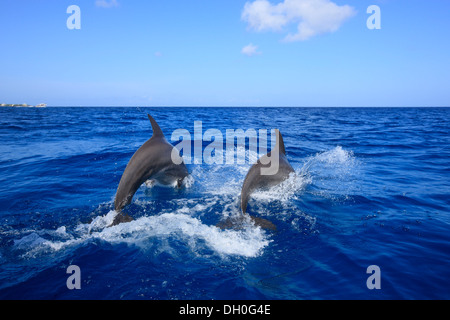 Deux grands dauphins (Tursiops truncatus), sauter, captive, Roatán, Bay Islands, Honduras, Ministère Banque D'Images