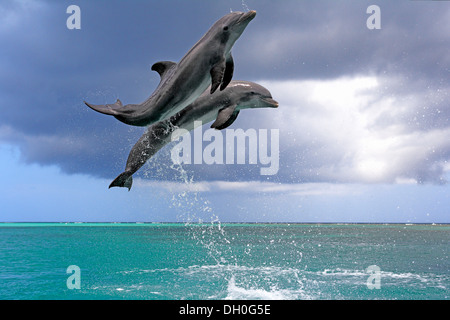 Deux grands dauphins (Tursiops truncatus), sauter, captive, Roatán, Bay Islands, Honduras, Ministère Banque D'Images