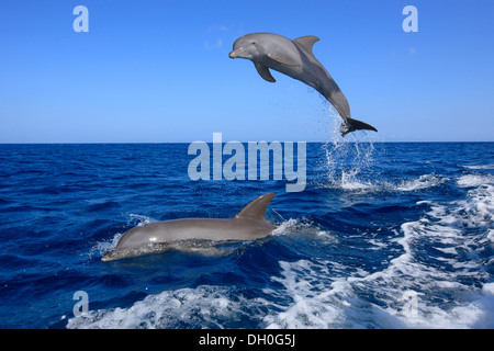 Deux grands dauphins (Tursiops truncatus), sauter, captive, Roatán, Bay Islands, Honduras, Ministère Banque D'Images