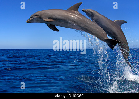 Deux grands dauphins (Tursiops truncatus), sauter, captive, Roatán, Bay Islands, Honduras, Ministère Banque D'Images