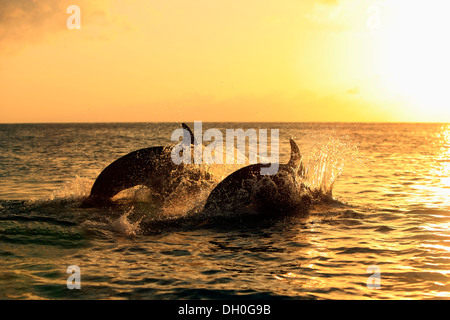 Grand dauphin (Tursiops truncatus), deux dauphins sautant hors de l'eau au coucher du soleil, captive, Honduras Banque D'Images