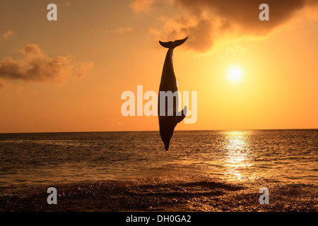 Grand dauphin (Tursiops truncatus) bondissant hors de l'eau au coucher du soleil, captive, Honduras Banque D'Images