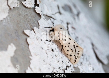 Hyponomeute du pommier blanc ; Spilosoma lubricipeda ; mâle ; sur l'écaillage de la peinture ; UK Banque D'Images