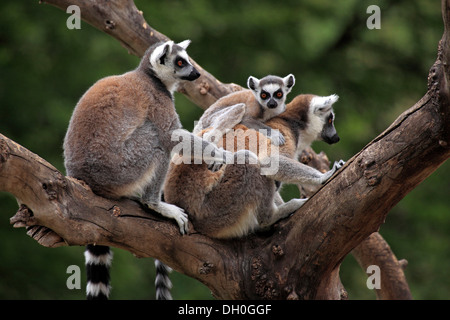 Ring-tailed lémuriens (Lemur catta), femme portant un cub sur son dos, captive, Madagascar Banque D'Images