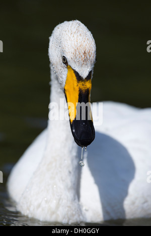 Cygne chanteur Cygnus cygnus ; Royaume-Uni ; Banque D'Images