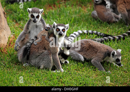 Ring-tailed lémuriens (Lemur catta), femme portant un cub sur son dos, captive, Madagascar Banque D'Images