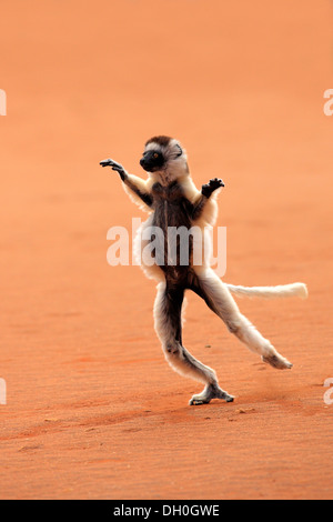 Le Propithèque de verreaux (Propithecus verreauxi), sauter, Bryanston Reservat, Madagascar Banque D'Images