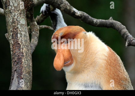 Proboscis Monkey (Nasalis larvatus), homme, Labuk Bay, Sabah, Bornéo, Malaisie Banque D'Images