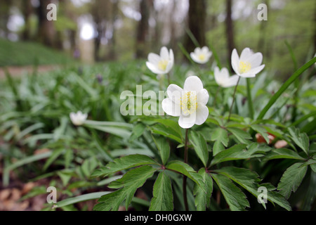 Anémone des bois Anemone nemorosa ; ; Printemps ; UK Banque D'Images