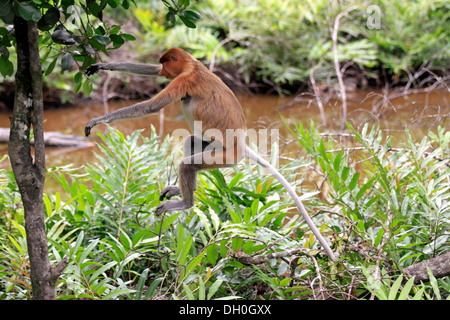 Proboscis Monkey (Nasalis larvatus), femme sautant, Labuk Bay, Sabah, Bornéo, Malaisie Banque D'Images