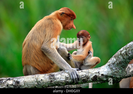 Proboscis Monkey (Nasalis larvatus), femme avec un bébé sur un arbre, Labuk Bay, Sabah, Bornéo, Malaisie Banque D'Images