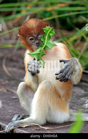 Proboscis Monkey (Nasalis larvatus), une feuille, de l'alimentation infantile Labuk Bay, Sabah, Bornéo, Malaisie Banque D'Images