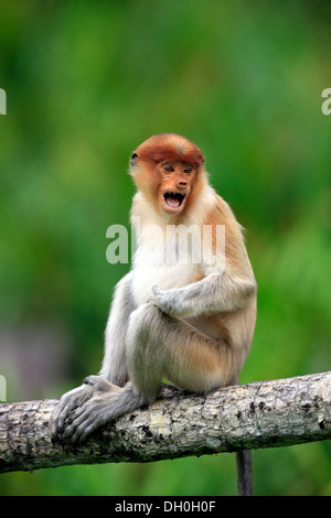 Proboscis Monkey (Nasalis larvatus), appelant les chevreaux, Labuk Bay, Sabah, Bornéo, Malaisie Banque D'Images