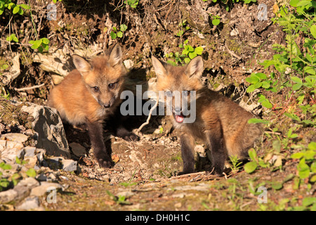 Le renard roux (Vulpes vulpes) oursons assis devant un terrier, dix semaines, captive, Montana, United States Banque D'Images