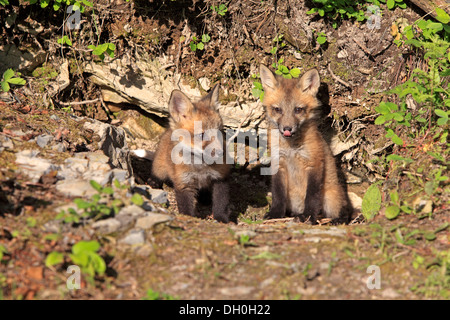 Le renard roux (Vulpes vulpes) oursons assis devant un terrier, dix semaines, captive, Montana, United States Banque D'Images