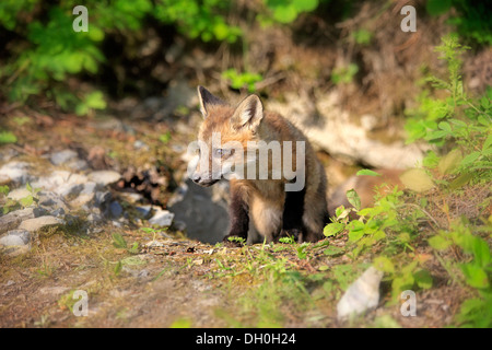 Le renard roux (Vulpes vulpes) cub assis devant un terrier, dix semaines, captive, Montana, United States Banque D'Images