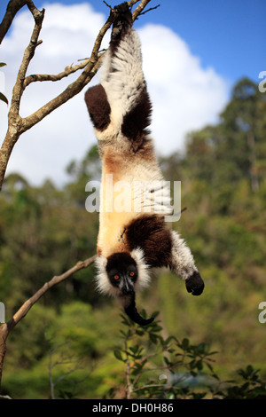 La Gélinotte noir Lemur (Le Varecia variegata), des profils avec tête en bas sur une branche tout en nourriture, Madagascar Banque D'Images