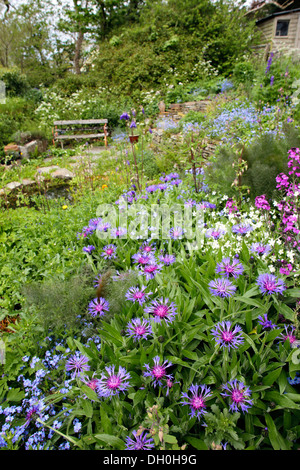 Zanzig Jardin en fleur, Cornwall, UK Banque D'Images