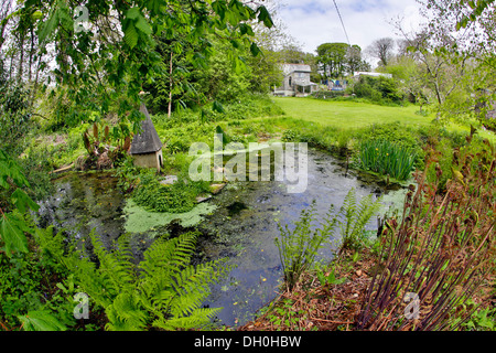 Zanzig Jardin en fleur, Cornwall, UK Banque D'Images