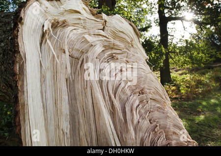 Un arbre de chêne endommagé du vent direction mature a été déchirée rompue de tronc d'arbre principal à force de coup de vent Banque D'Images