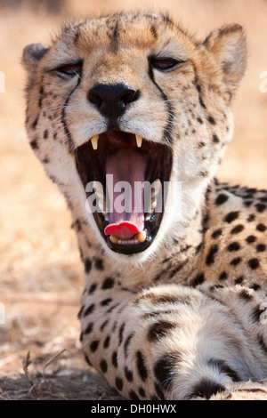 Le Guépard (Acinonyx jubatus), bâillements, tshukudu game lodge, hoedspruit, parc national Kruger, province du Limpopo Banque D'Images