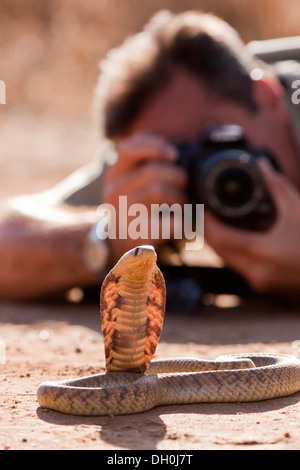 Rinkhals ou cracher de Colchide (Hemachatus haemachatus cobra) en face d'un photographe, reptilarium de khamai reptile park, hoedspruit Banque D'Images
