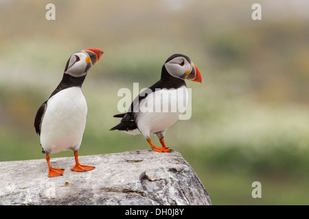 Le macareux moine (Fratercula arctica), iles farne, Northumberland, Angleterre, Royaume-Uni, Europe Banque D'Images