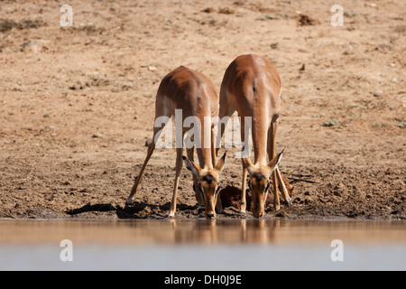 L'Impala (Aepyceros melampus) de boire à un point d'eau tshukudu game lodge, hoedspruit, parc national Kruger Banque D'Images