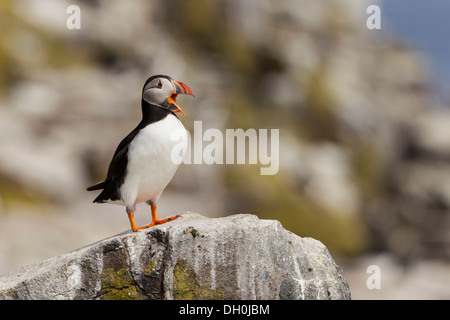 Macareux moine (Fratercula arctica), iles farne, Northumberland, Angleterre, Royaume-Uni, Europe Banque D'Images