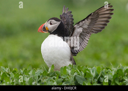 Macareux moine (Fratercula arctica), iles farne, Northumberland, Angleterre, Royaume-Uni, Europe Banque D'Images