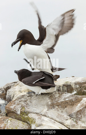 Les petits pingouins (Alca torda), iles farne, Northumberland, Angleterre, Royaume-Uni, Europe Banque D'Images