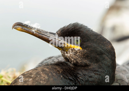 European shag (Phalacrocorax aristotelis), iles farne, Northumberland, Angleterre, Royaume-Uni, Europe Banque D'Images