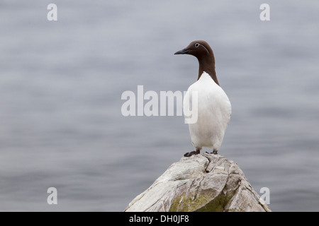 Guillemot de Troïl (Uria aalge), iles farne, Northumberland, Angleterre, Royaume-Uni, Europe Banque D'Images