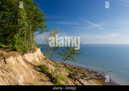 Les arbres tombés sur brodtener steilufer falaises, mer baltique, brodten, Schleswig-Holstein Banque D'Images